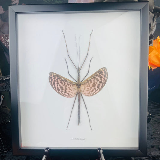 Tessellated Spiny Flying Stick Specimen in Black Frame - Loved To Death