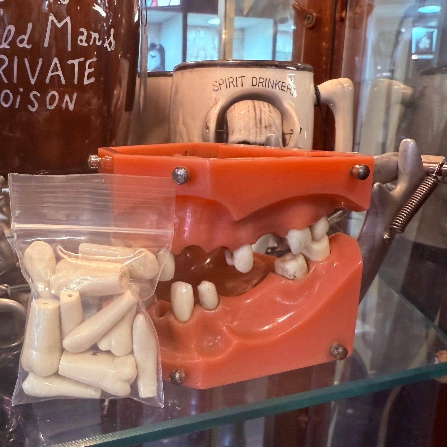 Vintage Dental Model - Loved To Death