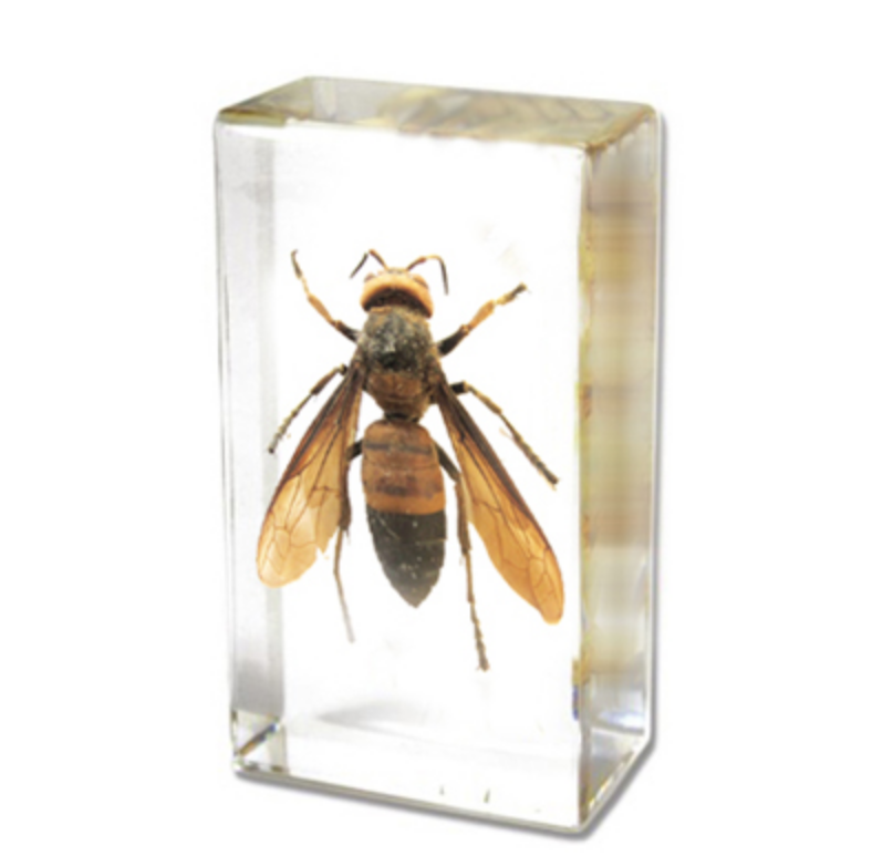 Wasp Specimen In Lucite