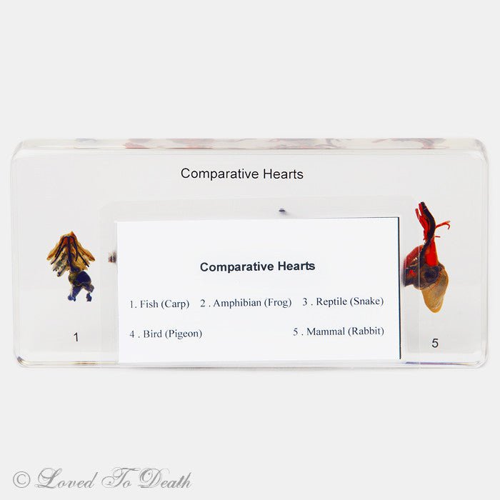 Comparative Hearts in Lucite Specimen - Loved To Death