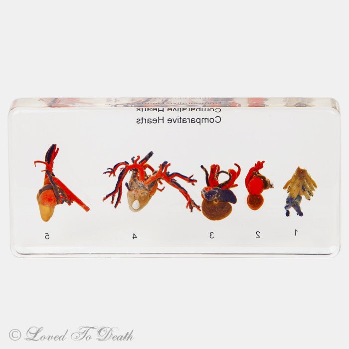 Comparative Hearts in Lucite Specimen - Loved To Death