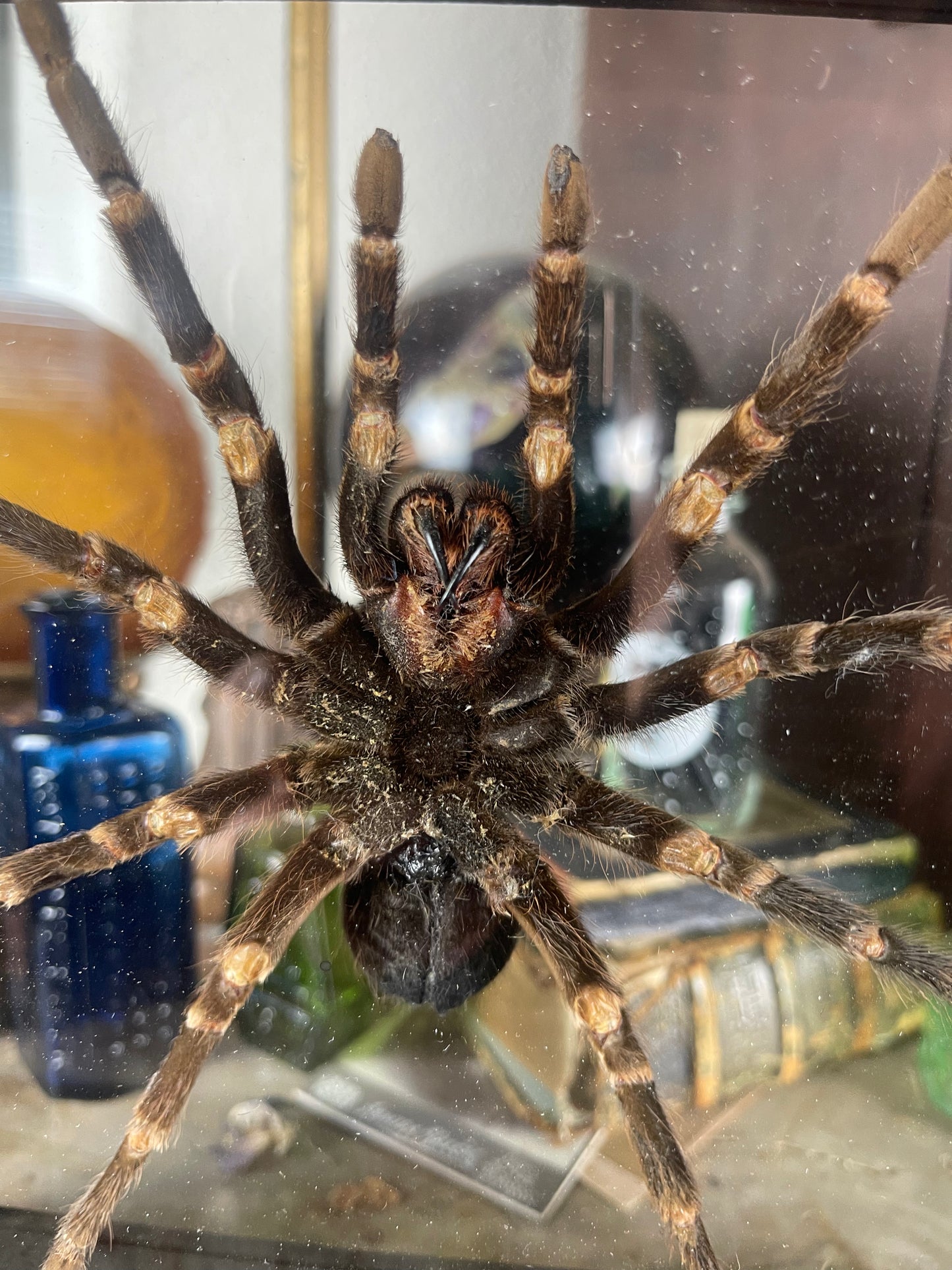 Tarantula Specimen In Double Glass Black Frame
