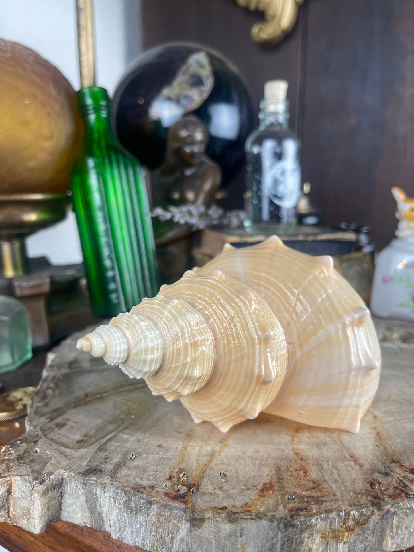 Triton Shell