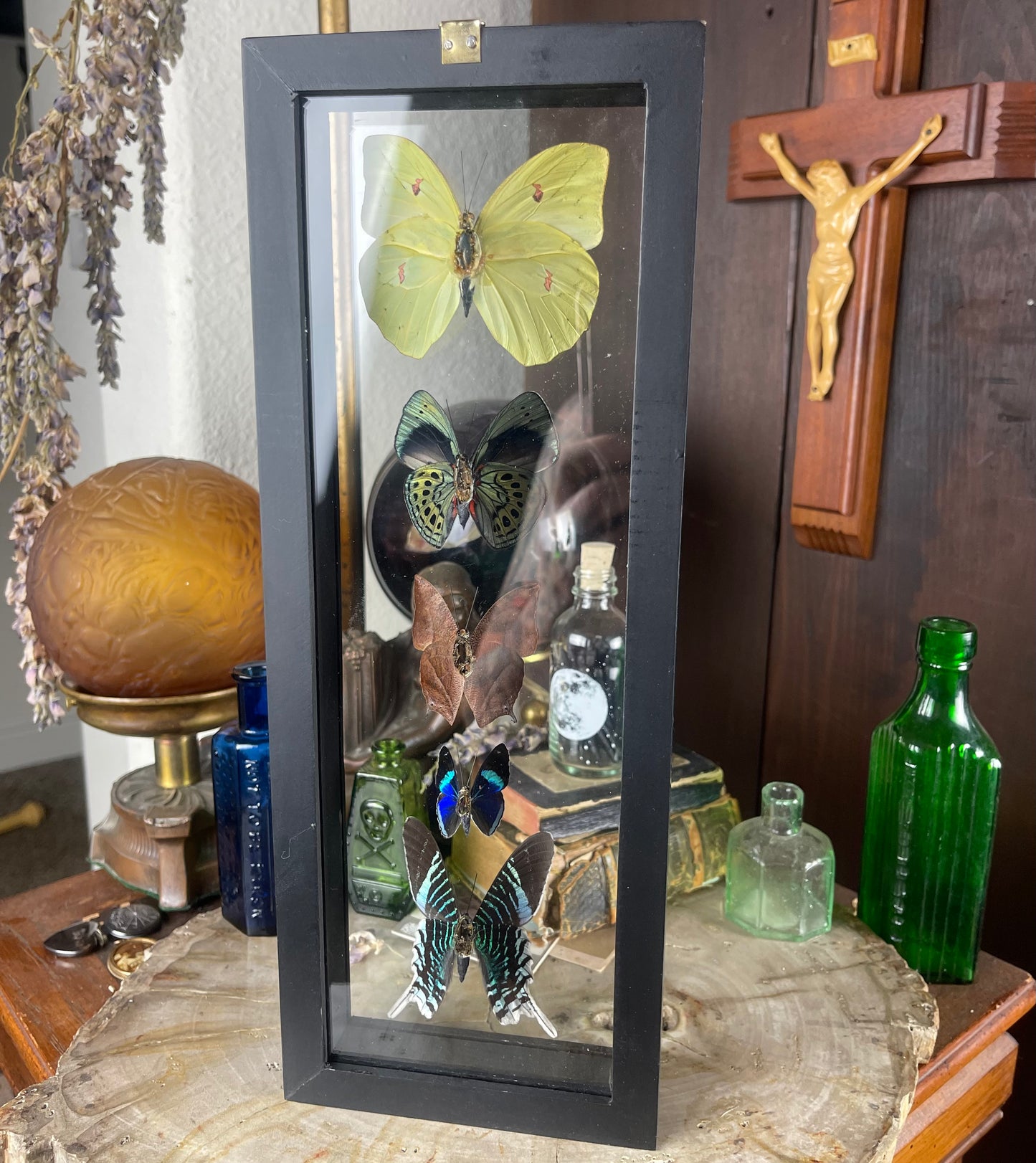 5 Butterfly Specimens Framed in Natural or Black Double Glass Frame