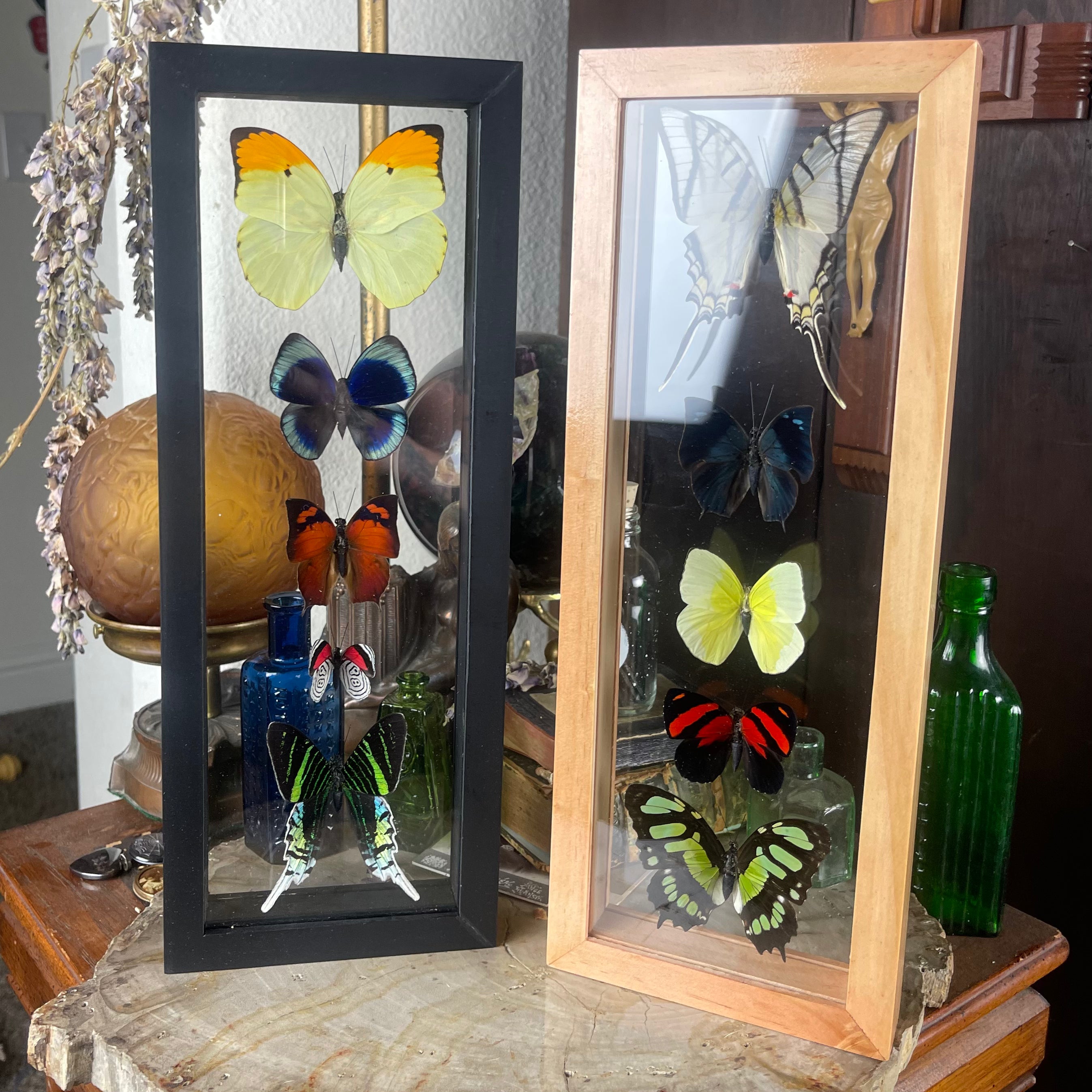 5 Butterfly Specimens Framed In Natural Or Black Double Glass Frame 5-butterfly-specimens-framed-in-natural-or-black-double-glass-frame