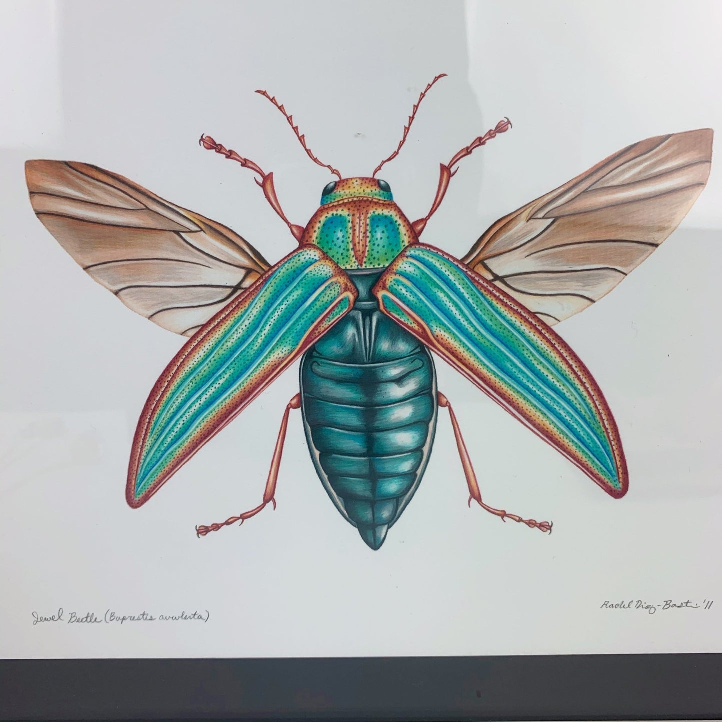 { Jewel Beetle } Giclee Print By Rachel Diaz - Bastin - Loved To Death