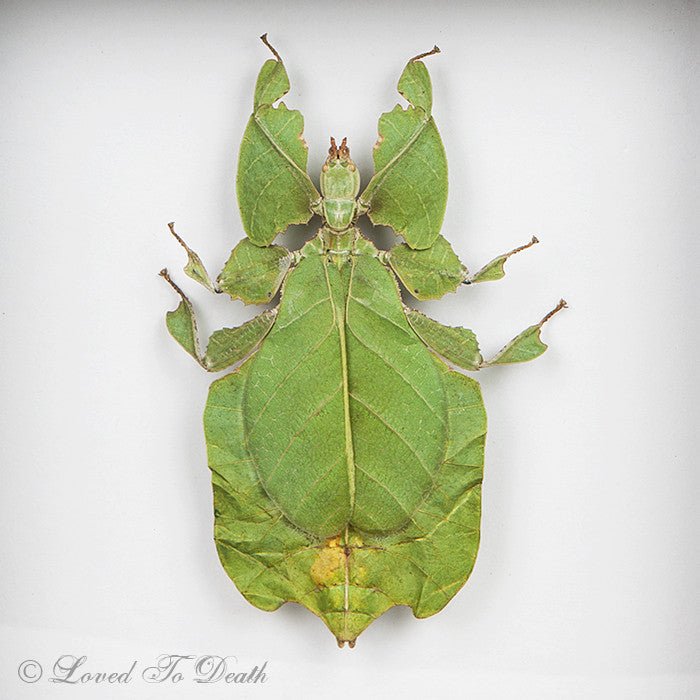 Leaf Bug Framed Specimen - Loved To Death