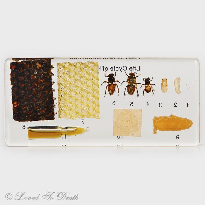 Life Cycle of Honeybee In Lucite Large - Loved To Death