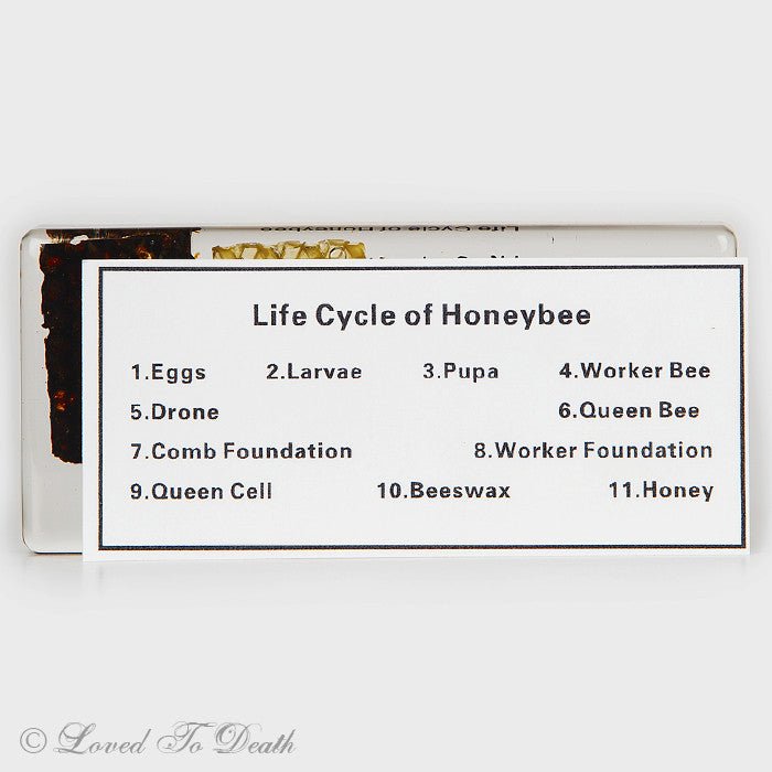 Life Cycle of Honeybee In Lucite Large - Loved To Death