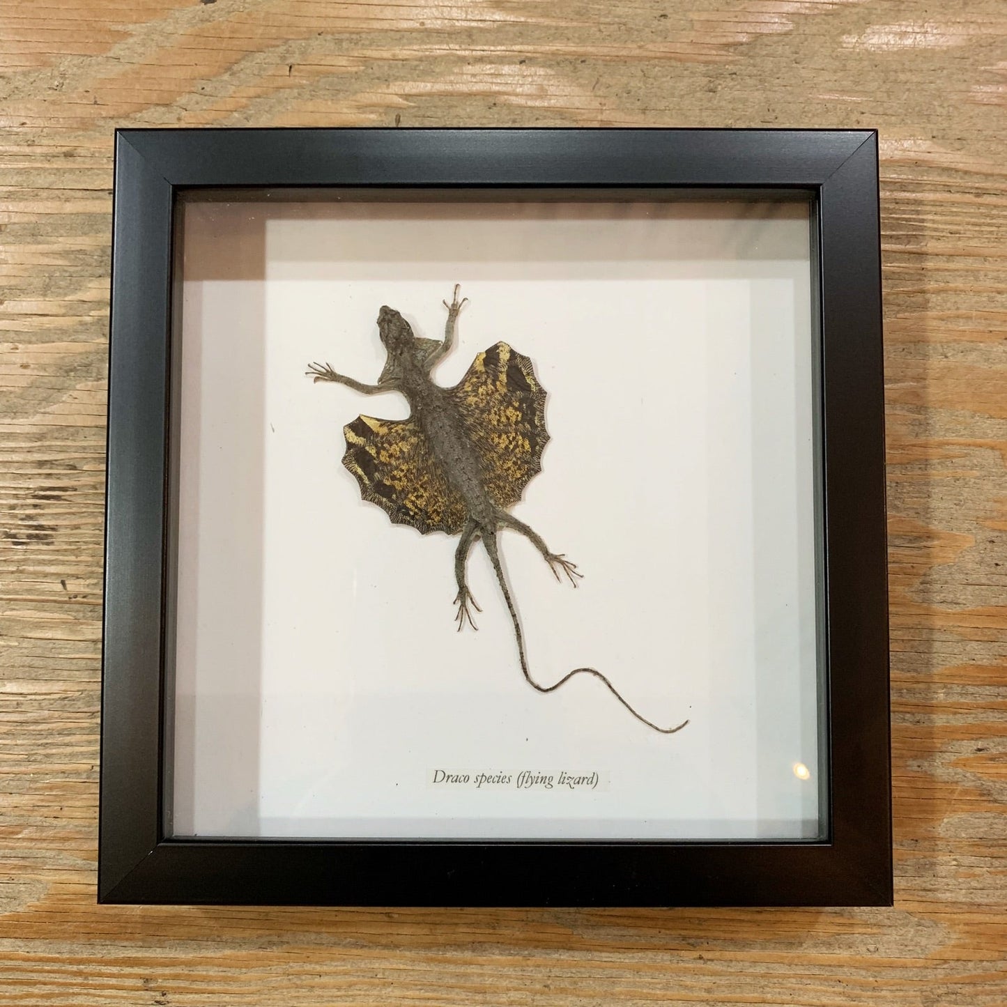 Yellow Draco Flying Lizard Specimen Framed - Loved To Death