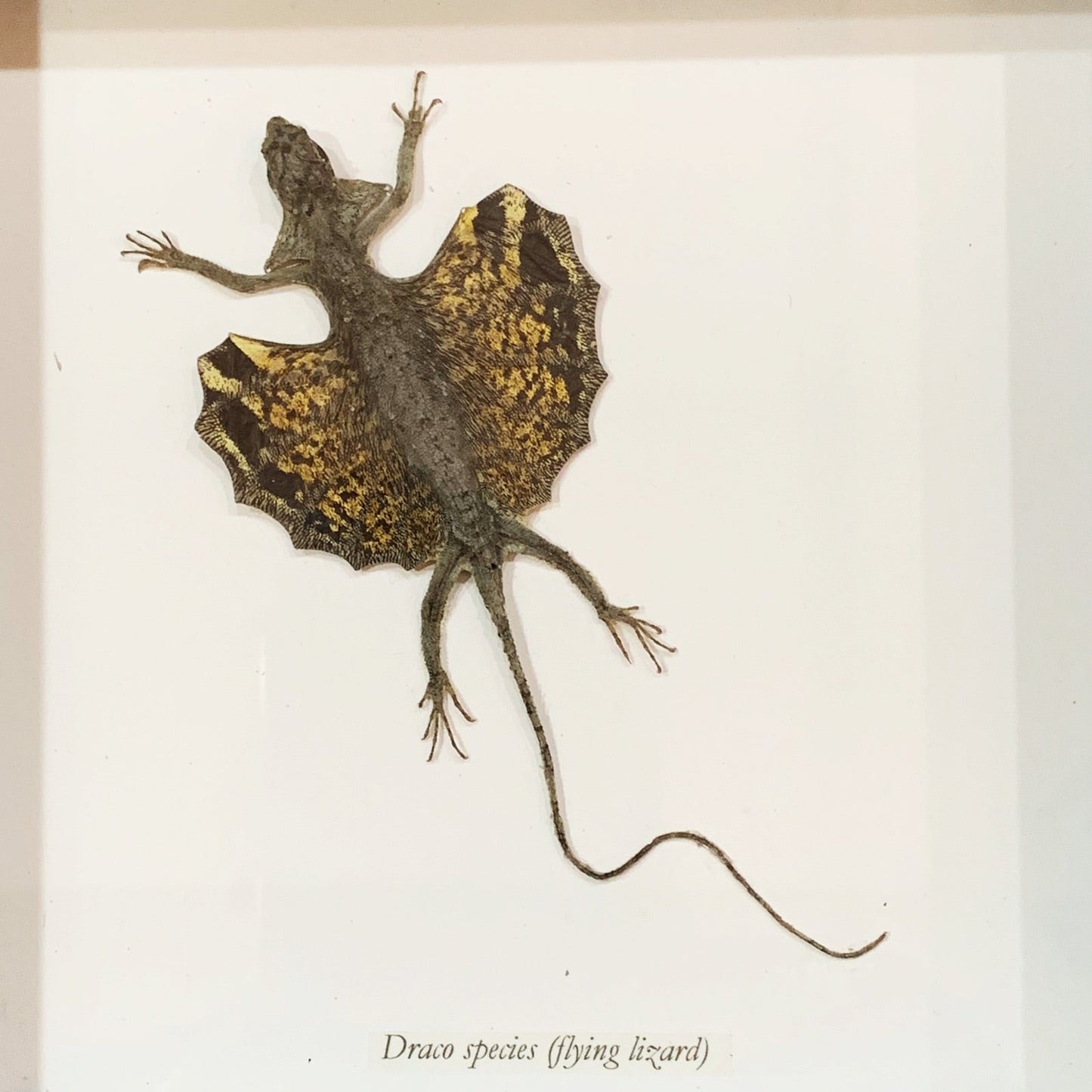 Yellow Draco Flying Lizard Specimen Framed - Loved To Death