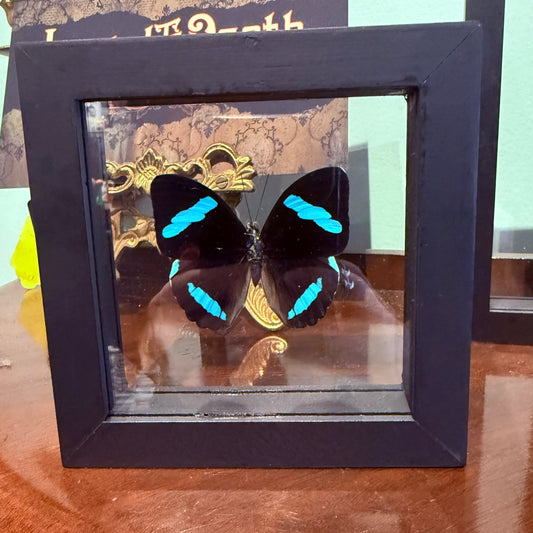 Framed Single Butterfly Nesaea Hewitsoni