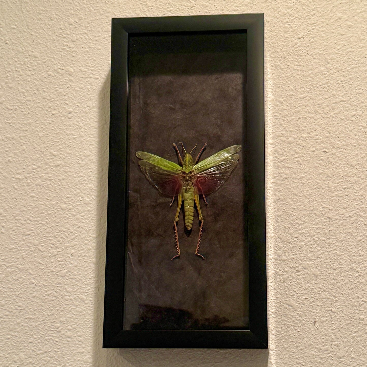 Chondracris rosea Grasshopper Fairy Insect Shadowbox Art Black