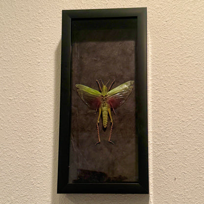 Chondracris rosea Grasshopper Fairy Insect Shadowbox Art Black