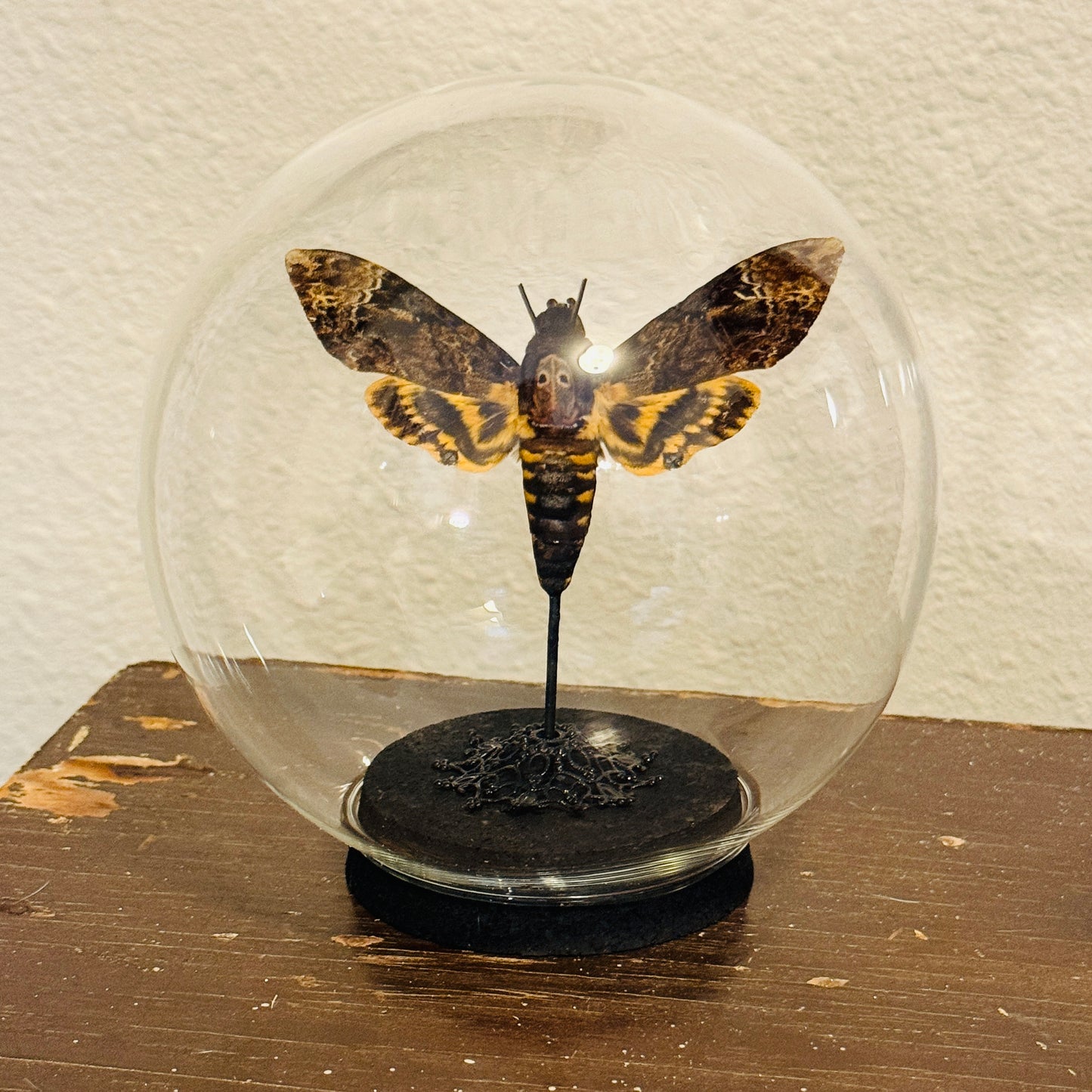 LTD Death Head Moth Acherontia genus Specimen In Glass Dome Black Base