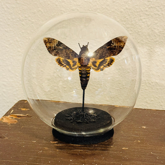 LTD Death Head Moth Acherontia genus Specimen In Glass Dome Black Base