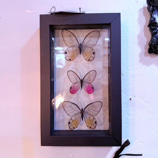 Three Glasswing Butterfiles Double Glass Black Frame