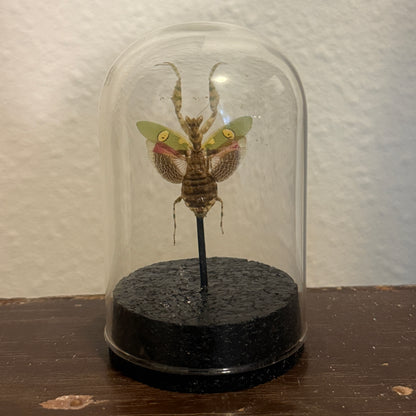 LTD Jeweled Flower Mantis Specimen In Glass Dome Black Base