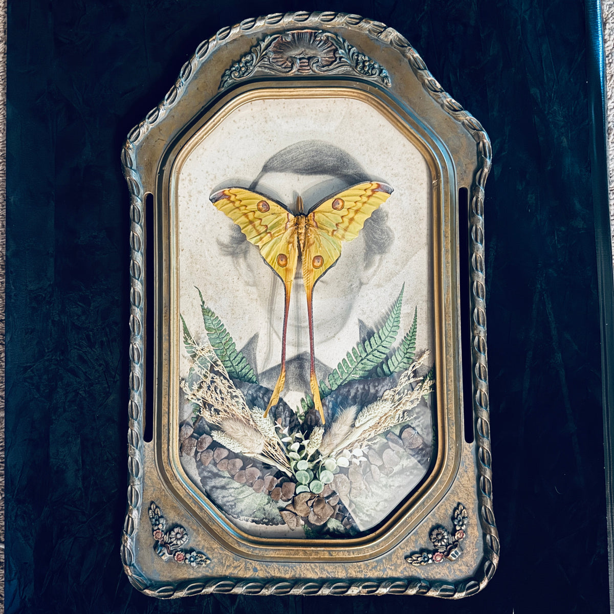 Veiled Curiosities { Edgar } Gold Pillar Frame Comet Moth