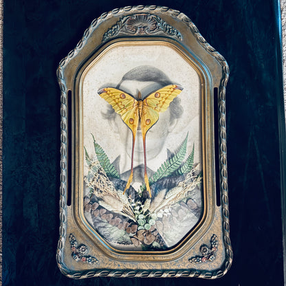 Veiled Curiosities { Edgar } Gold Pillar Frame Comet Moth