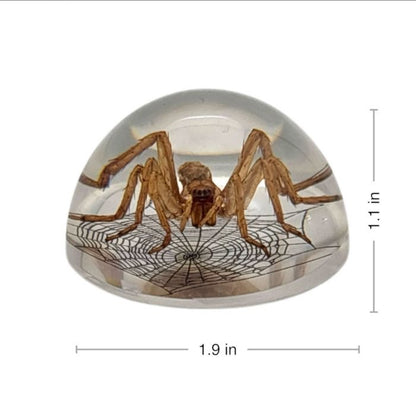 Scorpion or Spider in Half Dome Lucite