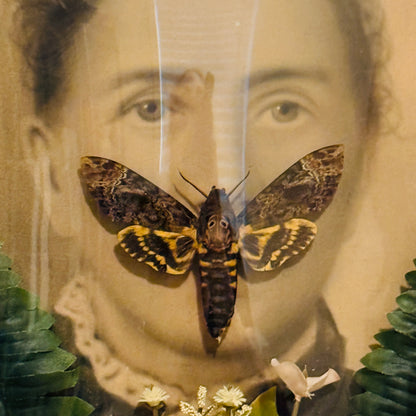 Veiled Curiosities { Viola } Death Head Hawkmoth Antique Marbled Frame