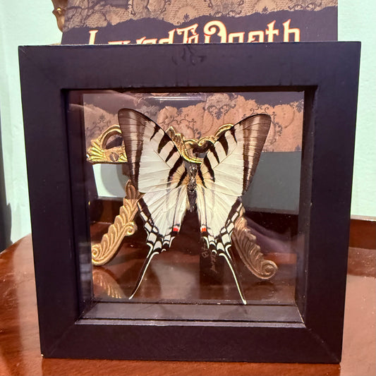 Framed Single Butterfly Neographium Agesilaus