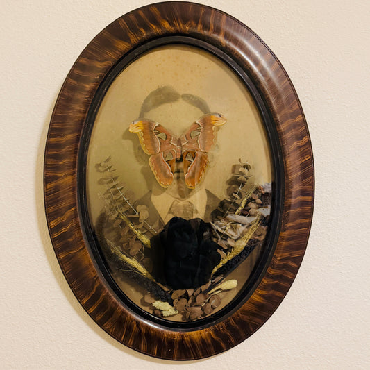 Veiled Curiosities { Octavius } Ceaser Atlas Moth Victorian Tiger Stripe Frame