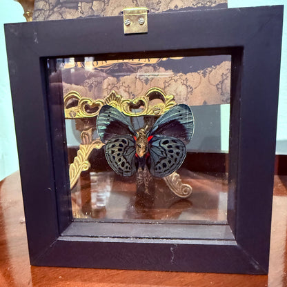 Framed Single Butterfly Charles Darwin Asterope Lepreuri