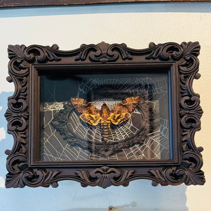 LTD Death Head Hawkmoth Shadowbox Art Genuine Spiderweb Background
