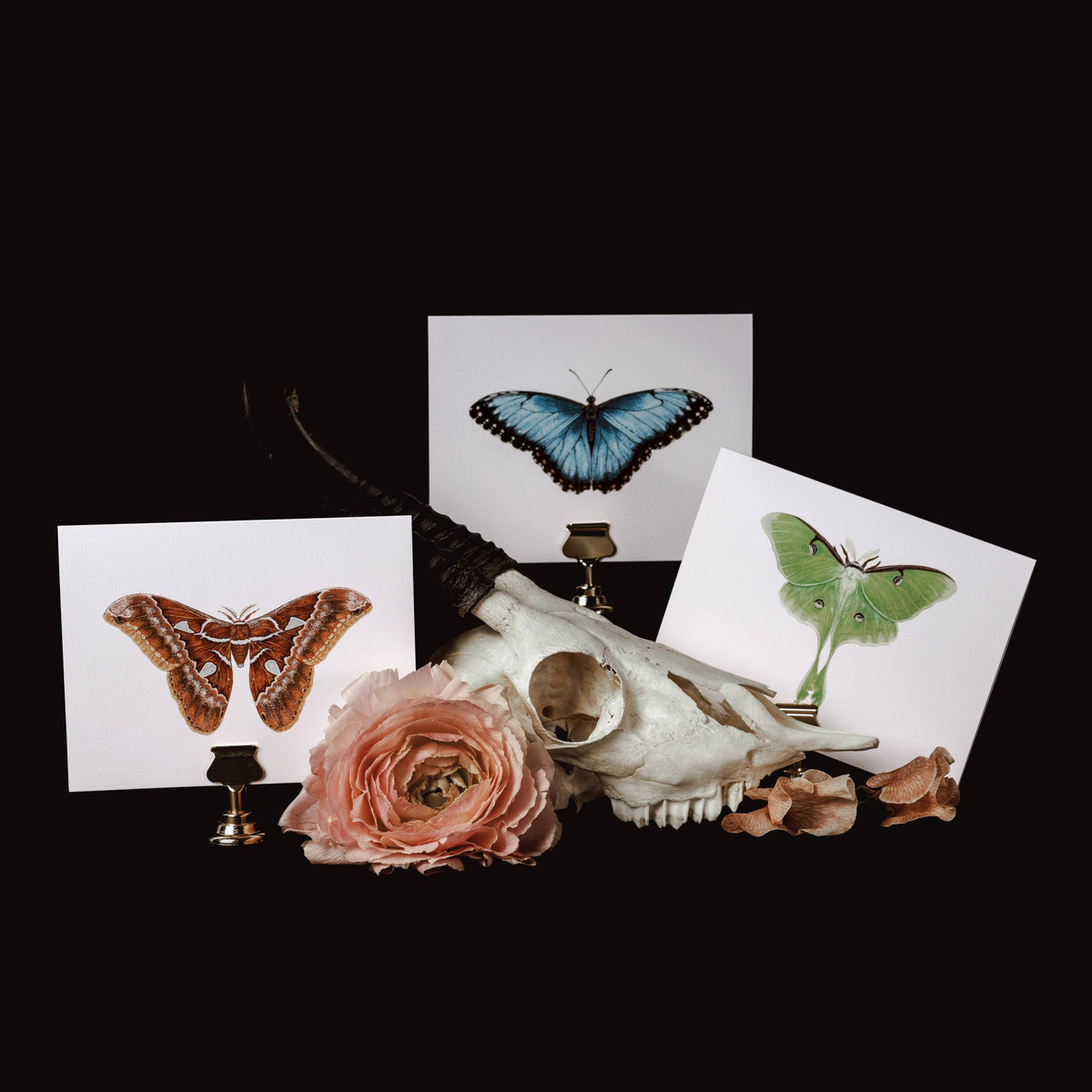 Orizaba Silkmoth Greeting Card