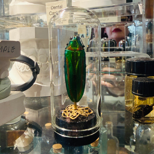 LTD Beetle Specimen In Glass Mini Dome Black Gold Base