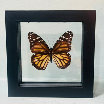 Framed Single Butterfly Specimen Monarch Danaus Plexippus