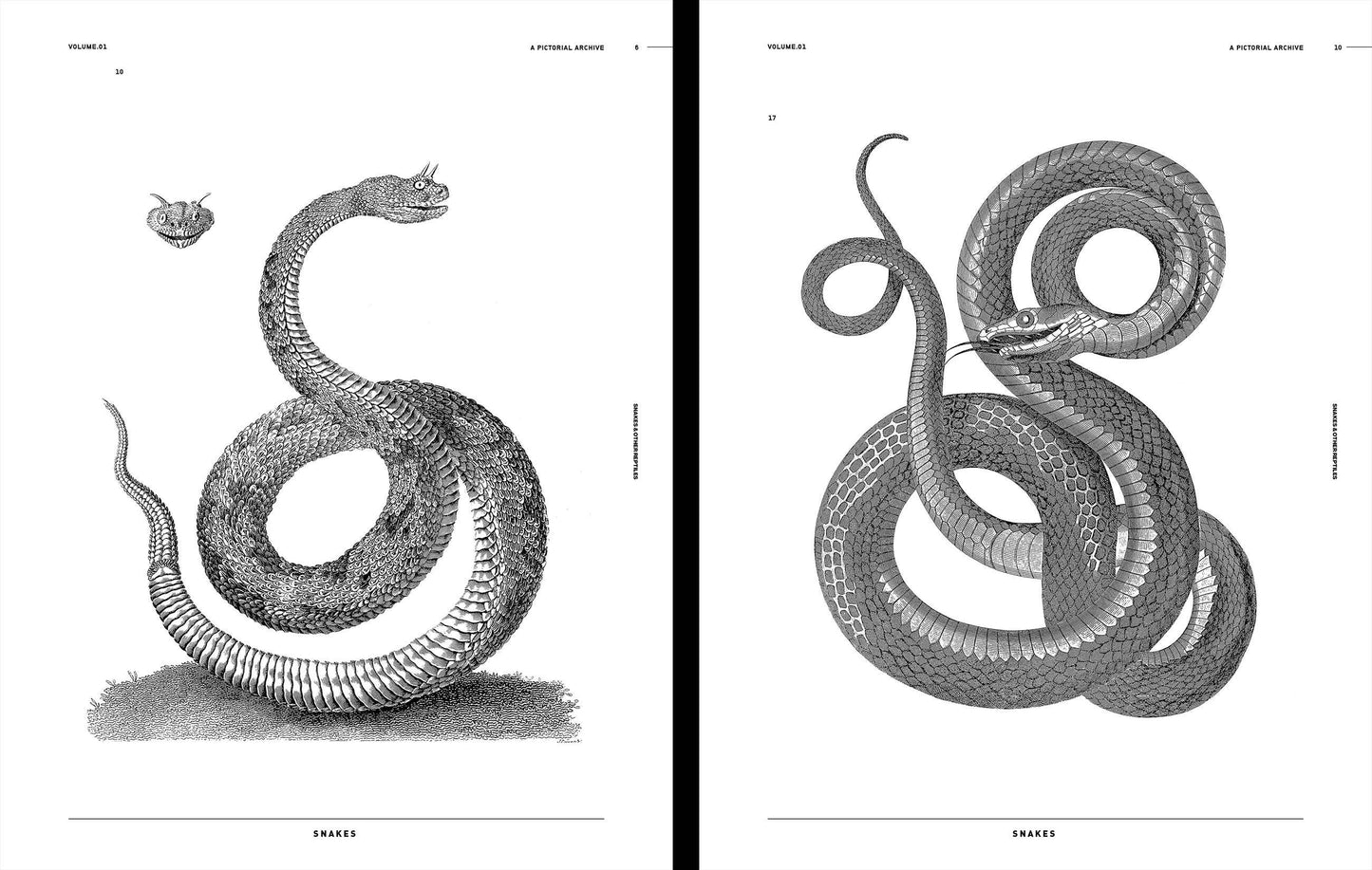 Snakes & Other Reptiles, an Image Archive