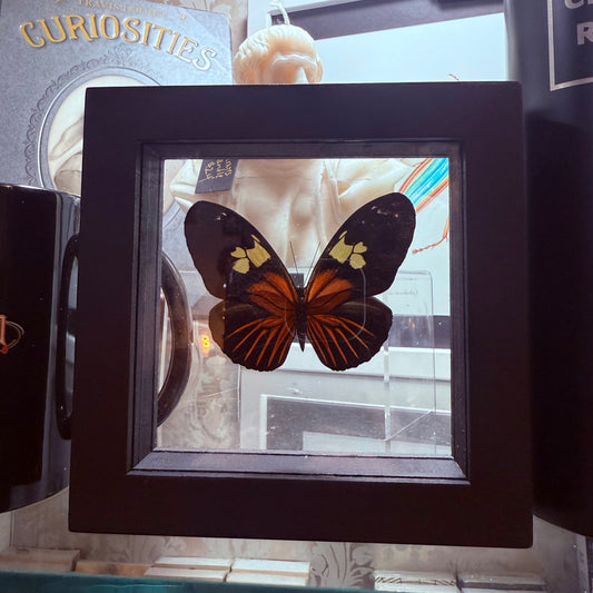 Framed Single Butterfly HELICONIUS MELPOMENE