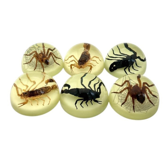 Scorpion or Spider in Half Dome Lucite Glow In Dark