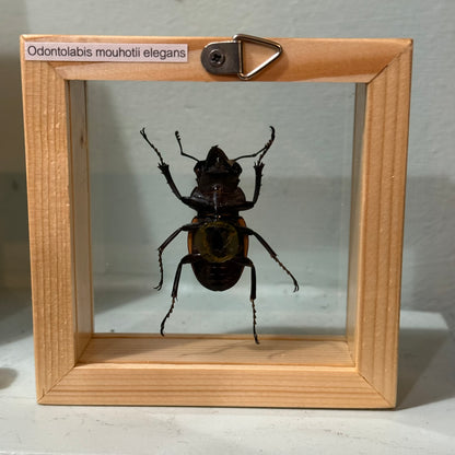 Framed Single Beetle Odontolabis mouhotii elegans