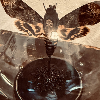 LTD Death Head Moth Acherontia genus Specimen In Glass Dome Black Base