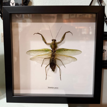 Praying Mantis Shadowbox Black Frame