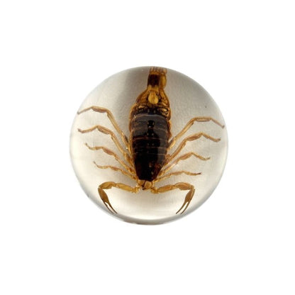Scorpion or Spider in Half Dome Lucite