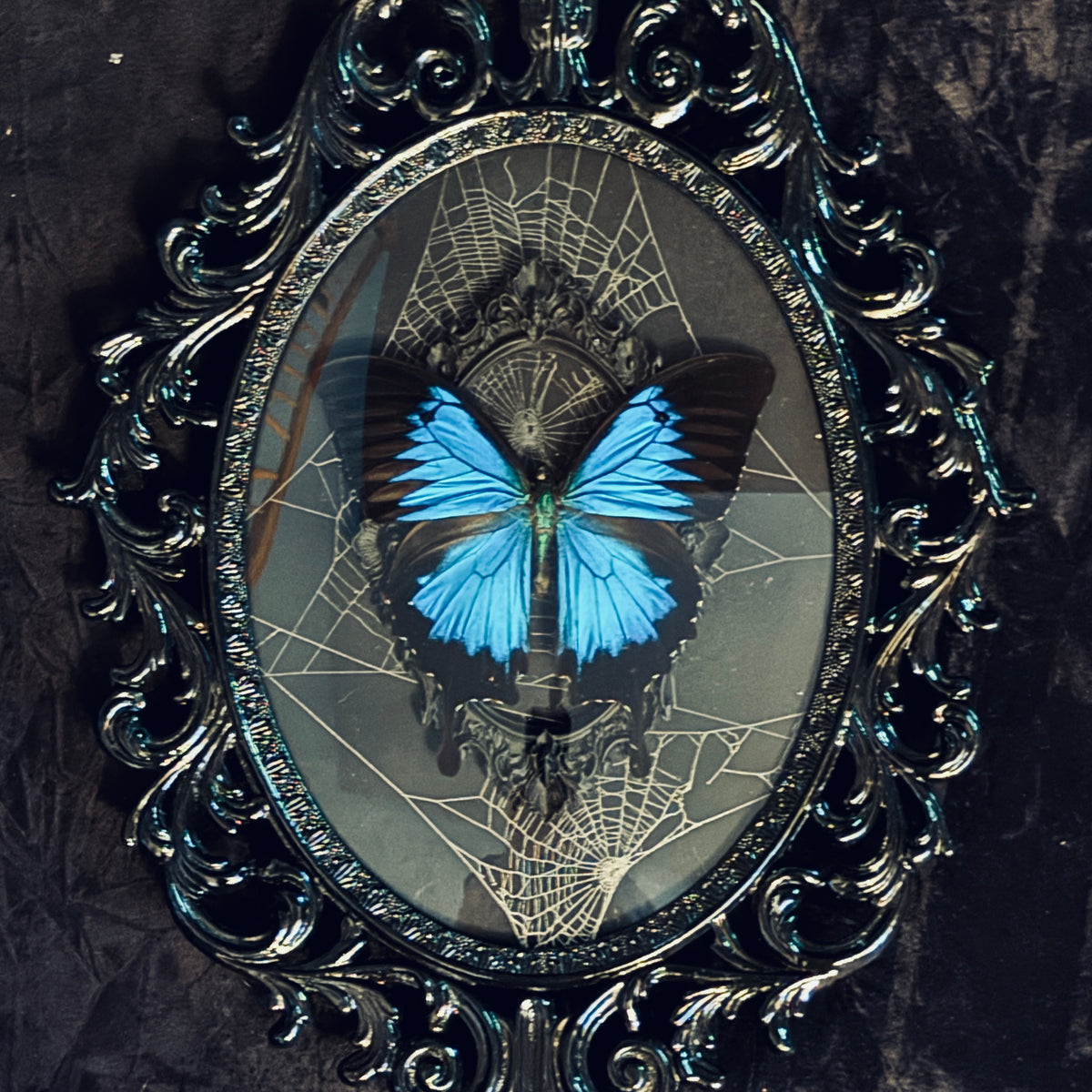 Antique Black Brass Filigree Framed Blue Mountain Swallowtail Butterfly on Genuine Spiderweb Background