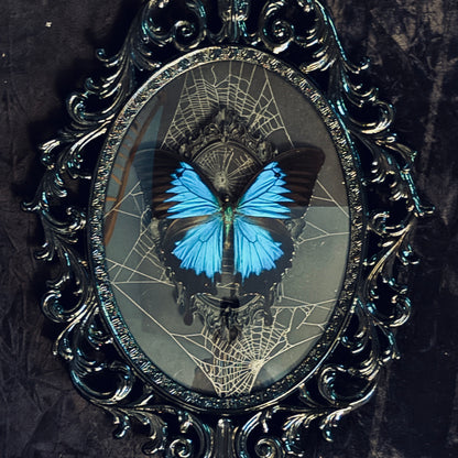 Antique Black Brass Filigree Framed Blue Mountain Swallowtail Butterfly on Genuine Spiderweb Background