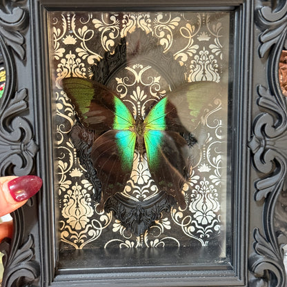 LTD Peacock Swallowtail Butterfly Shadowbox Art Black Damask Background