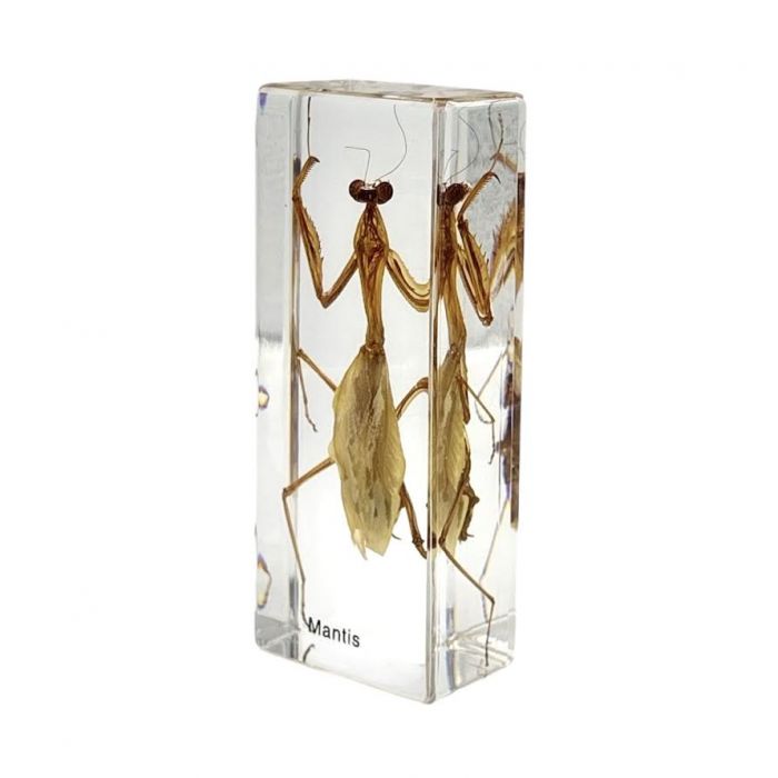 Mantis in Lucite