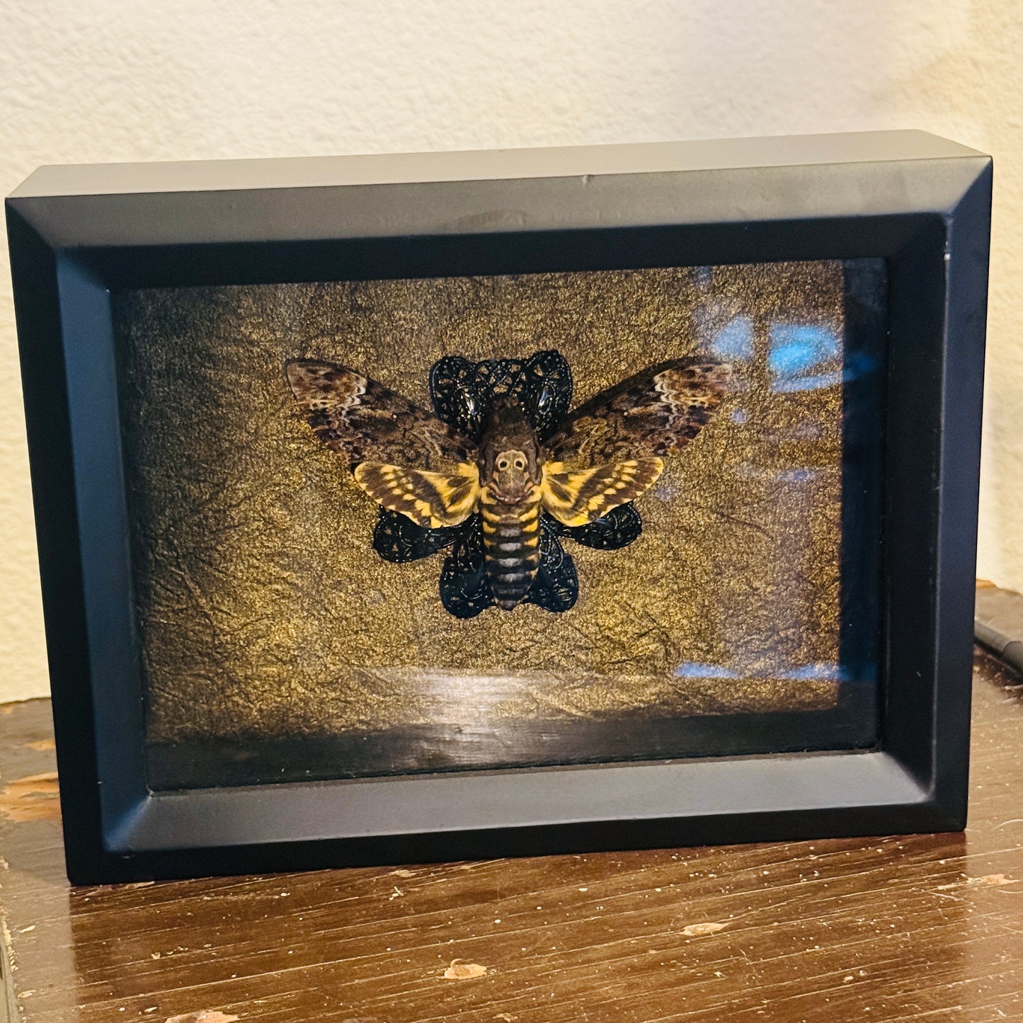 LTD Death Head Moth Acherontia genus Shadowbox Art Bronze Background