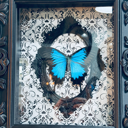 Blue Mountain Swallowtail Butterfly  Shadowbox Art  Silver Victorian Background