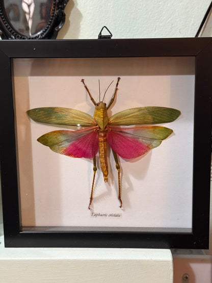 Lophacris Cristata Pink-Winged Grasshopper Stick Nymph Shadowbox Black Frame