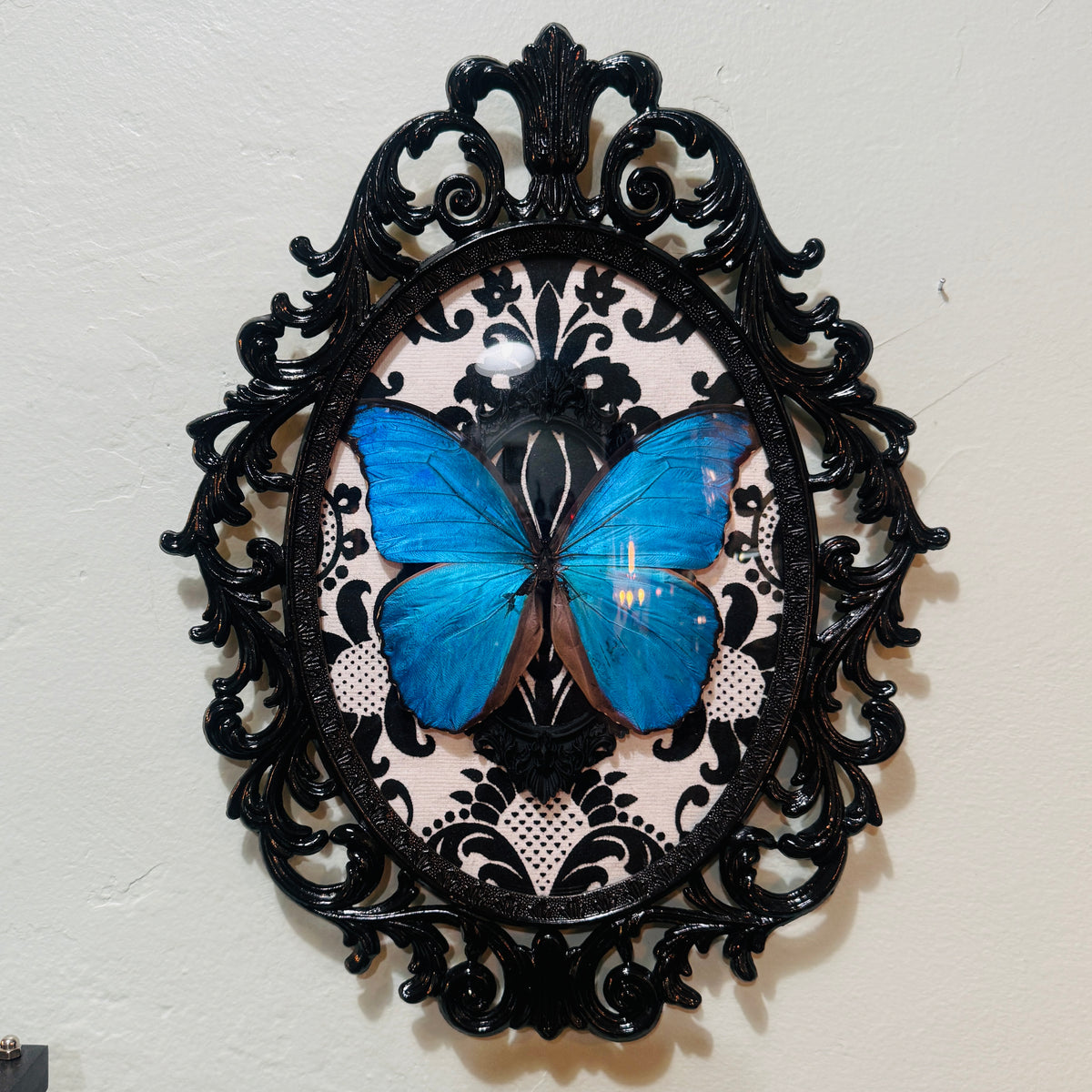 Antique Black Brass Filigree Framed Blue Morpho Butterfly on Flocked B&W Damask Background
