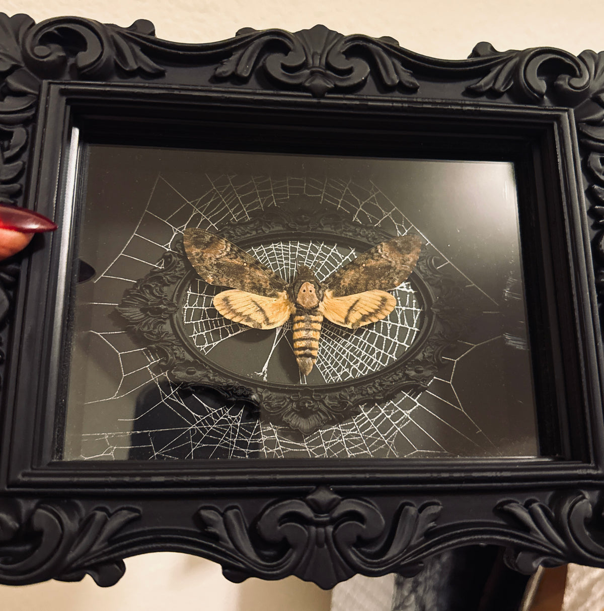 LTD Death Head Hawkmoth Shadowbox Art Genuine Spiderweb Background