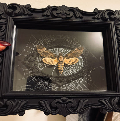 LTD Death Head Hawkmoth Shadowbox Art Genuine Spiderweb Background